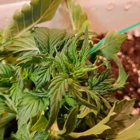 Delta 9 growlog timeline photo