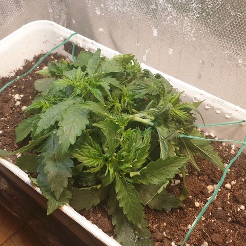 Delta 9 growlog timeline photo