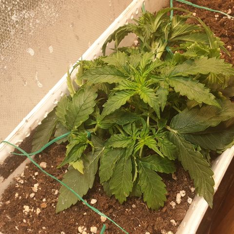 Delta 9 growlog timeline photo