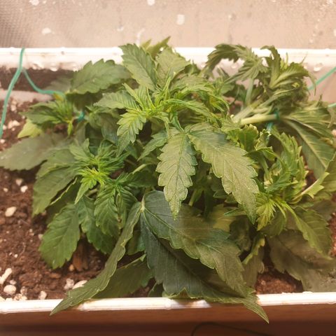 Delta 9 growlog timeline photo