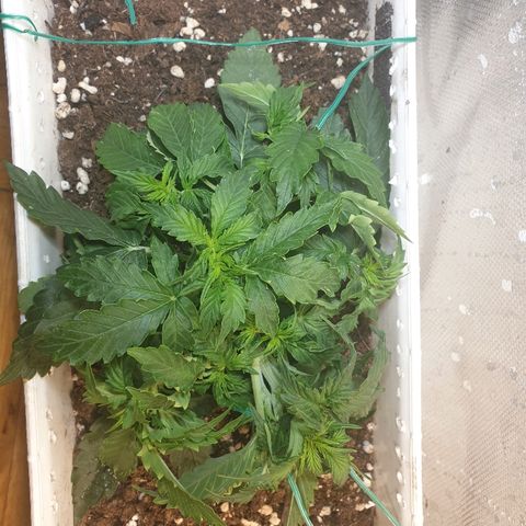 Delta 9 growlog timeline photo
