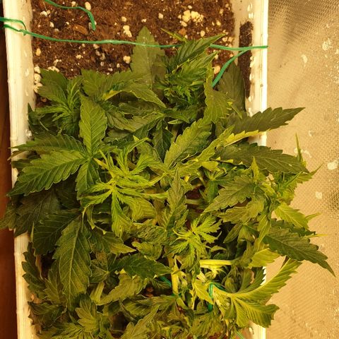 Delta 9 growlog timeline photo