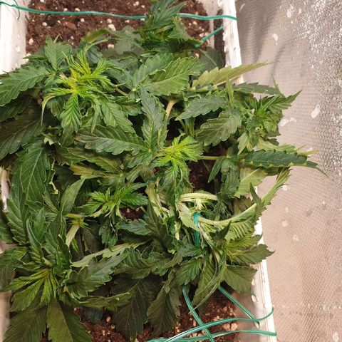 Delta 9 growlog timeline photo