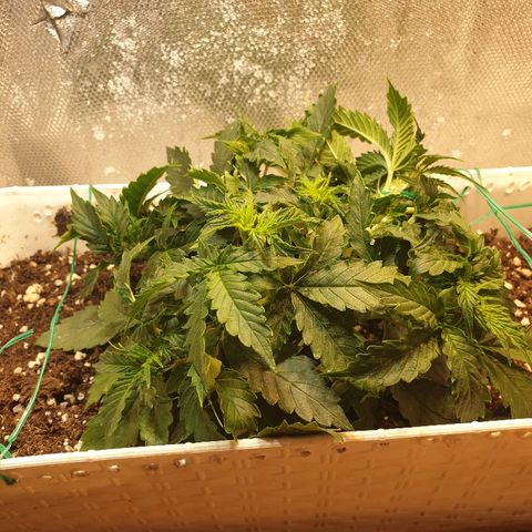 Delta 9 growlog timeline photo