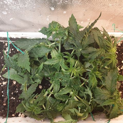 Delta 9 growlog timeline photo