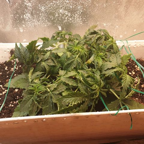 Delta 9 growlog timeline photo