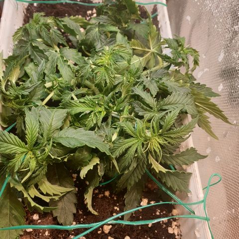 Delta 9 growlog timeline photo