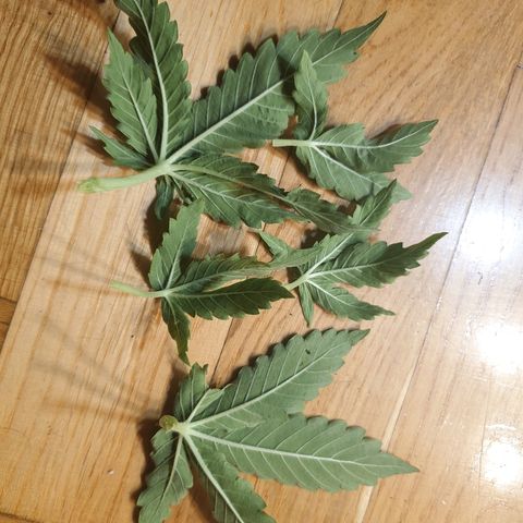 Delta 9 growlog photo: Today's trimmings