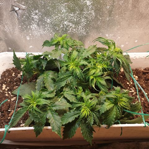 Delta 9 growlog photo: Lst + trimming 