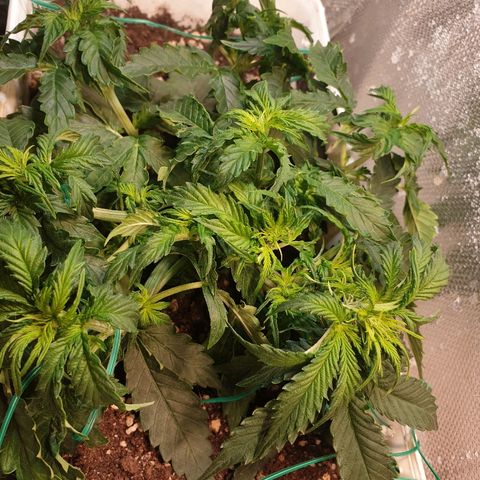 Delta 9 growlog photo: Lst + trimming 