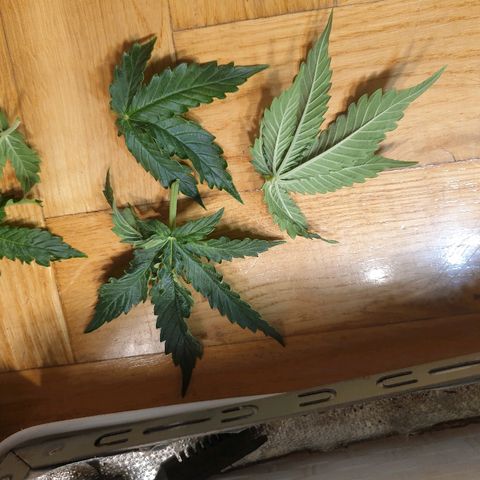 Delta 9 growlog photo: Lst + trimming 