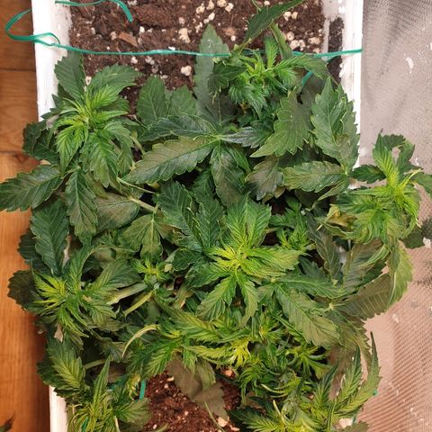 Delta 9 growlog photo: Lst + trimming 