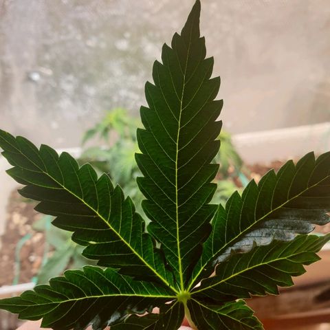 Delta 9 growlog photo: More lst
More trimming