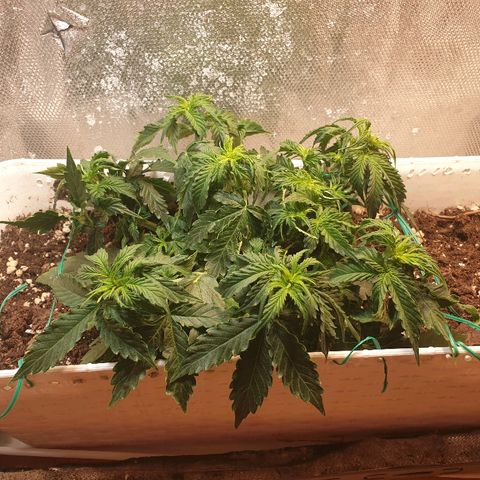 Delta 9 growlog photo: More lst
More trimming