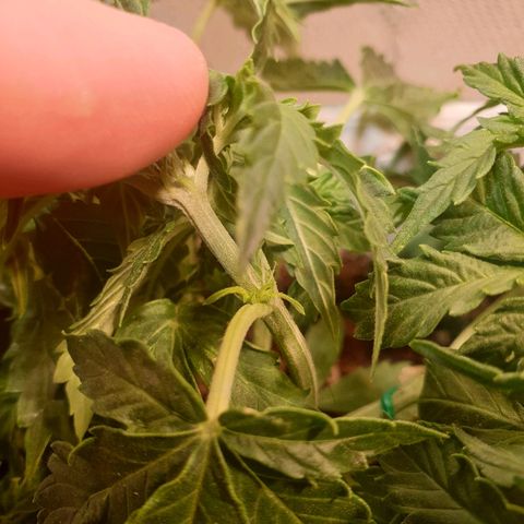 Delta 9 growlog photo: More lst
More trimming