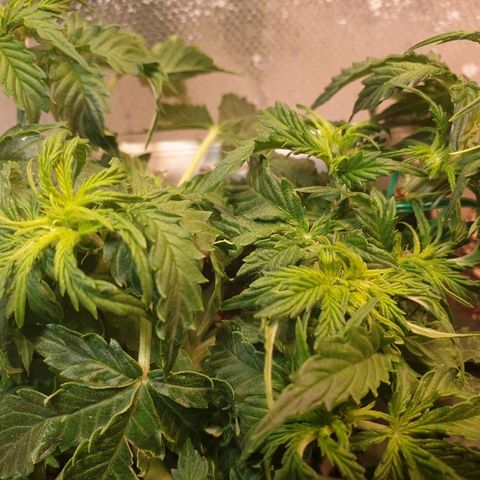 Delta 9 growlog photo: More lst
More trimming