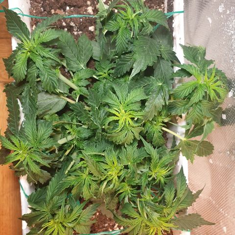 Delta 9 growlog photo: More lst
More trimming