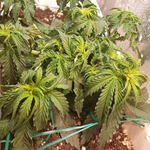 Delta 9 growlog photo: More lst
More trimming