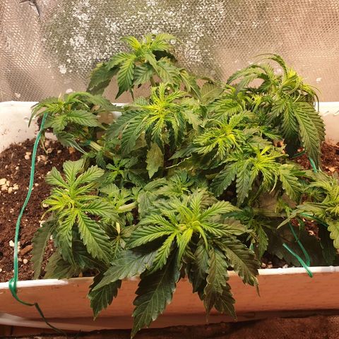 Delta 9 growlog timeline photo