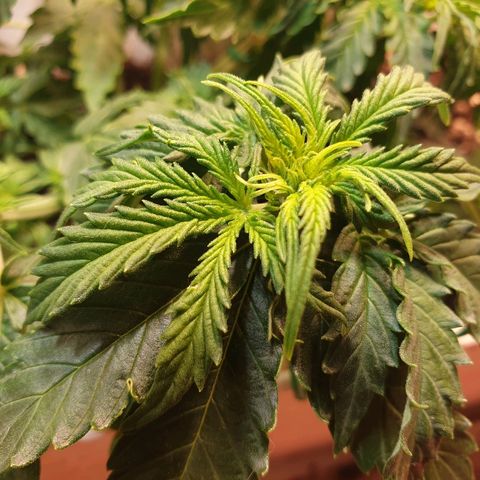 Delta 9 growlog timeline photo