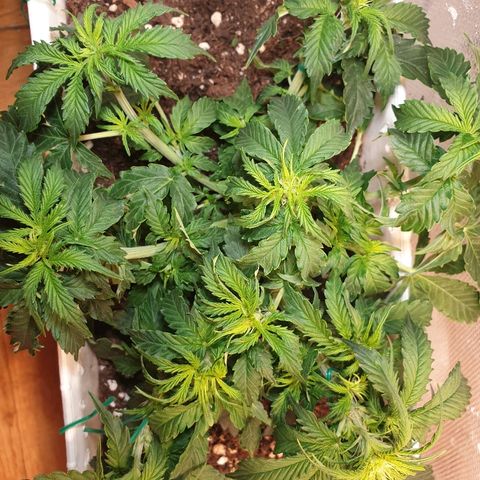 Delta 9 growlog timeline photo