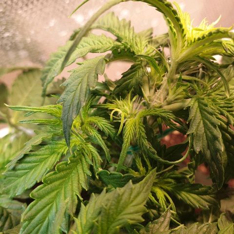 Delta 9 growlog timeline photo