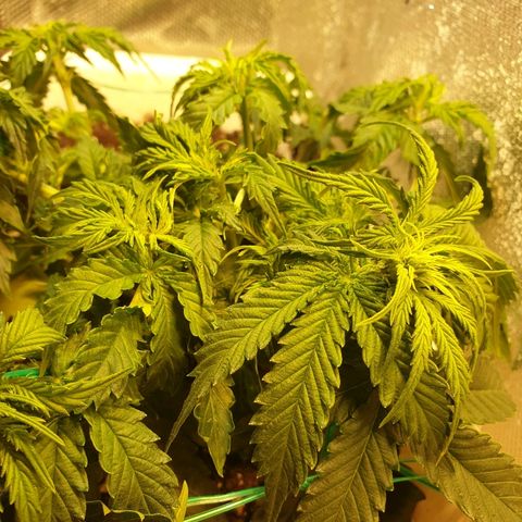 Delta 9 growlog timeline photo
