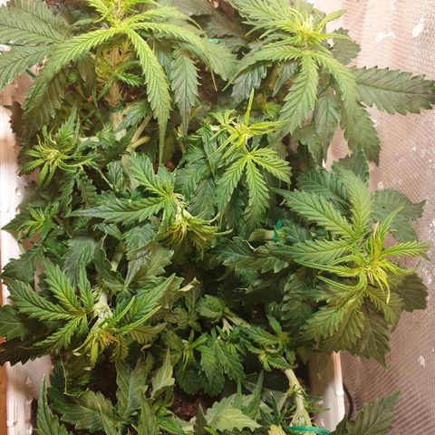 Delta 9 growlog timeline photo
