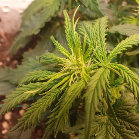 Delta 9 growlog timeline photo