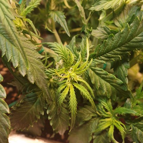 Delta 9 growlog timeline photo