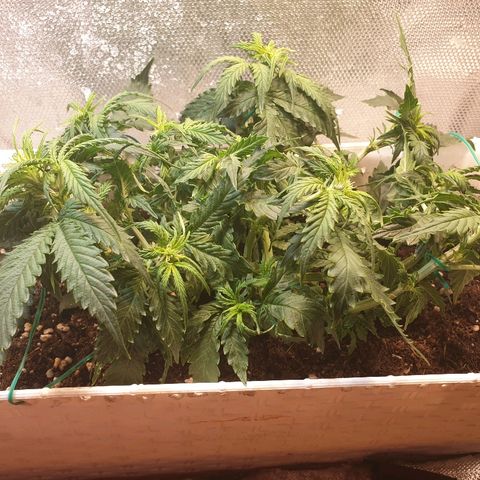 Delta 9 growlog timeline photo