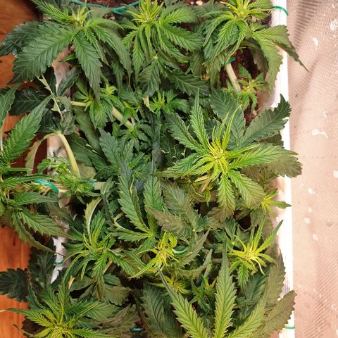 Delta 9 growlog timeline photo