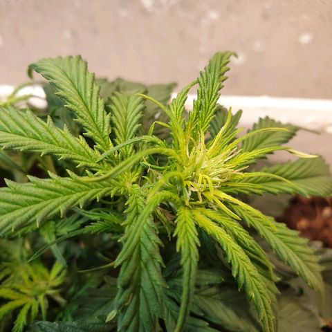 Delta 9 growlog timeline photo
