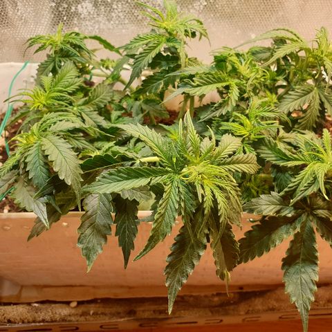 Delta 9 growlog timeline photo