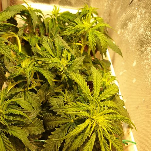 Delta 9 growlog timeline photo
