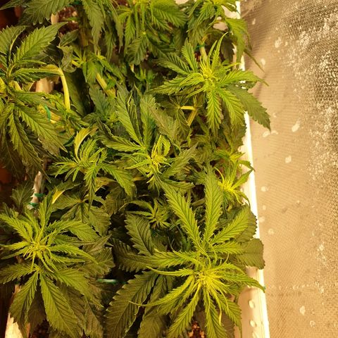Delta 9 growlog timeline photo