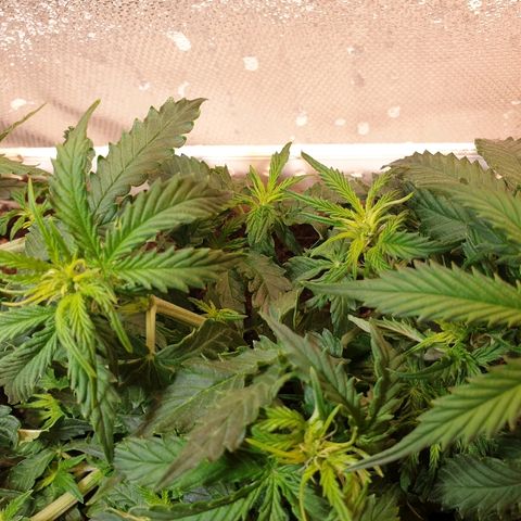 Delta 9 growlog timeline photo