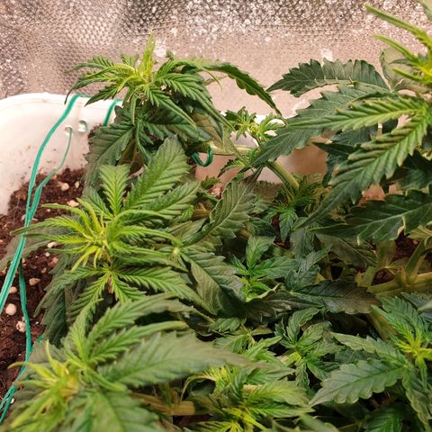 Delta 9 growlog timeline photo