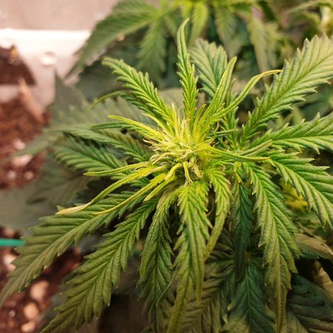 Delta 9 growlog timeline photo