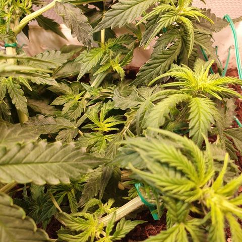 Delta 9 growlog timeline photo