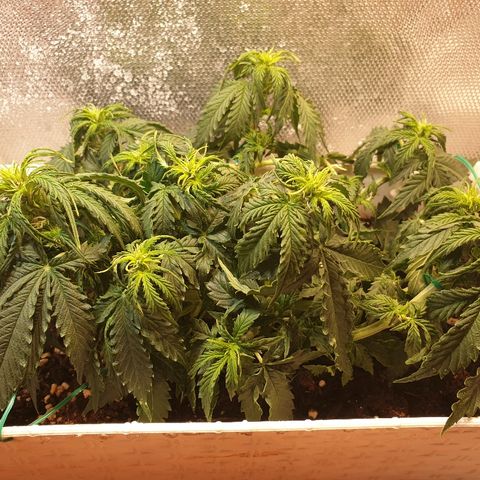 Delta 9 growlog timeline photo