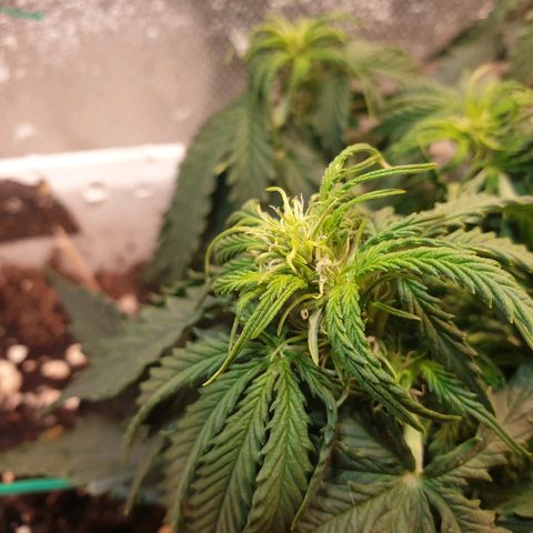 Delta 9 growlog timeline photo