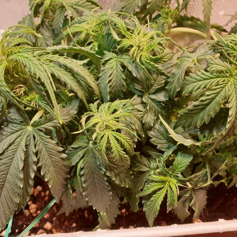 Delta 9 growlog timeline photo