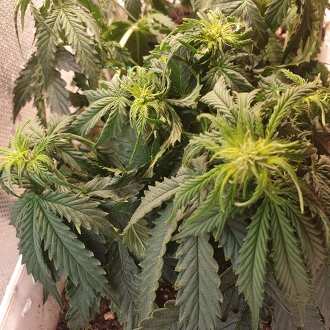 Delta 9 growlog timeline photo