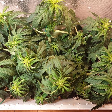Delta 9 growlog timeline photo