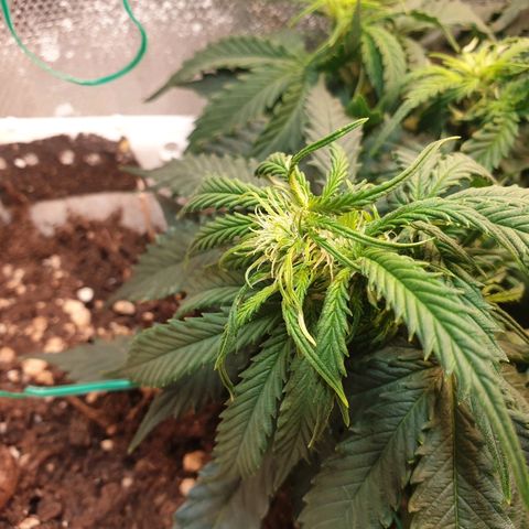 Delta 9 growlog timeline photo