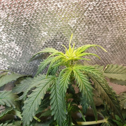 Delta 9 growlog timeline photo