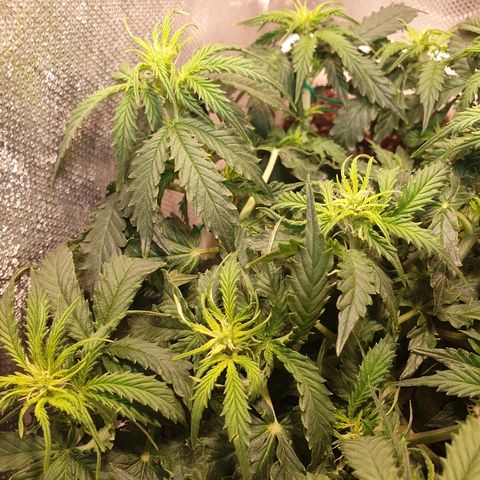 Delta 9 growlog timeline photo