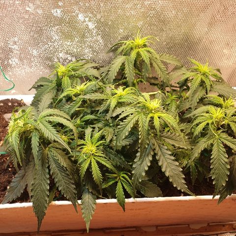 Delta 9 growlog timeline photo