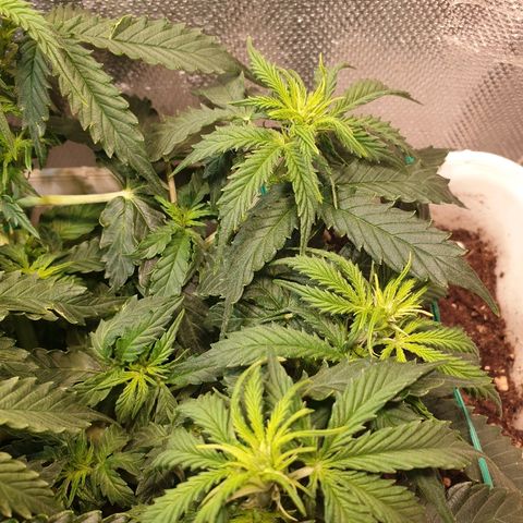 Delta 9 growlog timeline photo